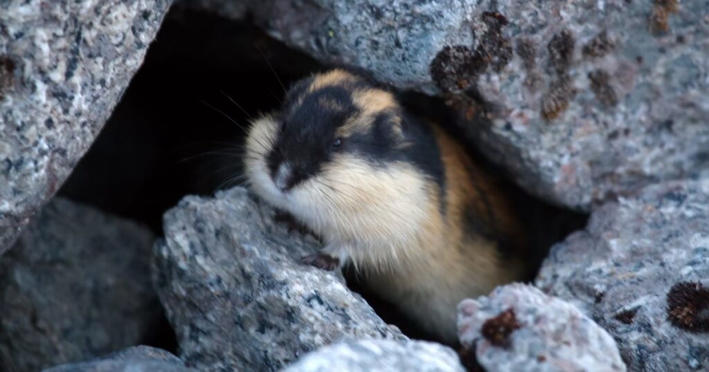 India APT Sloppy Lemming Targets Defense, Critical Infrastructure India APT Sloppy Lemming Targets Defense, Critical Infrastructure